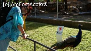 [P72] paunii umbla liberi in tot parcul zoo. am vazut vreo 10. efectiv se plimba printre picioarele oamenilor » foto by adutza_ghiocel
 - 
<span class="allrVoted glyphicon glyphicon-heart hidden" id="av920251"></span>
<a class="m-l-10 hidden" id="sv920251" onclick="voting_Foto_DelVot(,920251,1999)" role="button">șterge vot <span class="glyphicon glyphicon-remove"></span></a>
<a id="v9920251" class=" c-red"  onclick="voting_Foto_SetVot(920251)" role="button"><span class="glyphicon glyphicon-heart-empty"></span> <b>LIKE</b> = Votează poza</a> <img class="hidden"  id="f920251W9" src="/imagini/loader.gif" border="0" /><span class="AjErrMes hidden" id="e920251ErM"></span>