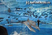 [P15] Zoo de Barcelona - delfinariu » foto by andreea_c
 - 
<span class="allrVoted glyphicon glyphicon-heart hidden" id="av330397"></span>
<a class="m-l-10 hidden" id="sv330397" onclick="voting_Foto_DelVot(,330397,1999)" role="button">șterge vot <span class="glyphicon glyphicon-remove"></span></a>
<a id="v9330397" class=" c-red"  onclick="voting_Foto_SetVot(330397)" role="button"><span class="glyphicon glyphicon-heart-empty"></span> <b>LIKE</b> = Votează poza</a> <img class="hidden"  id="f330397W9" src="/imagini/loader.gif" border="0" /><span class="AjErrMes hidden" id="e330397ErM"></span>