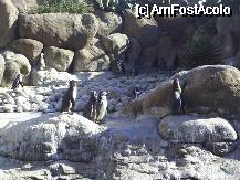 [P12] Niste pinguini. » foto by tonymaestrul*
 - 
<span class="allrVoted glyphicon glyphicon-heart hidden" id="av334316"></span>
<a class="m-l-10 hidden" id="sv334316" onclick="voting_Foto_DelVot(,334316,1999)" role="button">șterge vot <span class="glyphicon glyphicon-remove"></span></a>
<a id="v9334316" class=" c-red"  onclick="voting_Foto_SetVot(334316)" role="button"><span class="glyphicon glyphicon-heart-empty"></span> <b>LIKE</b> = Votează poza</a> <img class="hidden"  id="f334316W9" src="/imagini/loader.gif" border="0" /><span class="AjErrMes hidden" id="e334316ErM"></span>