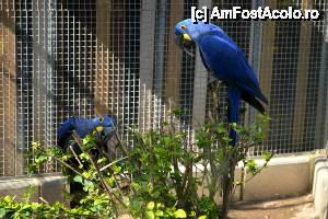[P13] Barcelona - Zoo » foto by makuy*
 - 
<span class="allrVoted glyphicon glyphicon-heart hidden" id="av510069"></span>
<a class="m-l-10 hidden" id="sv510069" onclick="voting_Foto_DelVot(,510069,1999)" role="button">șterge vot <span class="glyphicon glyphicon-remove"></span></a>
<a id="v9510069" class=" c-red"  onclick="voting_Foto_SetVot(510069)" role="button"><span class="glyphicon glyphicon-heart-empty"></span> <b>LIKE</b> = Votează poza</a> <img class="hidden"  id="f510069W9" src="/imagini/loader.gif" border="0" /><span class="AjErrMes hidden" id="e510069ErM"></span>