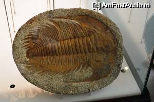 [P03] Barcelona - CosmoCaixa, fosila de trilobit » foto by makuy*
 - 
<span class="allrVoted glyphicon glyphicon-heart hidden" id="av516119"></span>
<a class="m-l-10 hidden" id="sv516119" onclick="voting_Foto_DelVot(,516119,1999)" role="button">șterge vot <span class="glyphicon glyphicon-remove"></span></a>
<a id="v9516119" class=" c-red"  onclick="voting_Foto_SetVot(516119)" role="button"><span class="glyphicon glyphicon-heart-empty"></span> <b>LIKE</b> = Votează poza</a> <img class="hidden"  id="f516119W9" src="/imagini/loader.gif" border="0" /><span class="AjErrMes hidden" id="e516119ErM"></span>