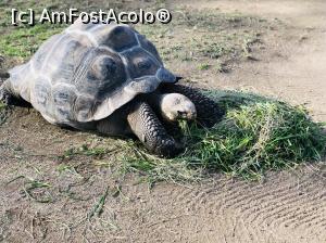 [P05] Zoo » foto by diadilia
 - 
<span class="allrVoted glyphicon glyphicon-heart hidden" id="av1049610"></span>
<a class="m-l-10 hidden" id="sv1049610" onclick="voting_Foto_DelVot(,1049610,1999)" role="button">șterge vot <span class="glyphicon glyphicon-remove"></span></a>
<a id="v91049610" class=" c-red"  onclick="voting_Foto_SetVot(1049610)" role="button"><span class="glyphicon glyphicon-heart-empty"></span> <b>LIKE</b> = Votează poza</a> <img class="hidden"  id="f1049610W9" src="/imagini/loader.gif" border="0" /><span class="AjErrMes hidden" id="e1049610ErM"></span>