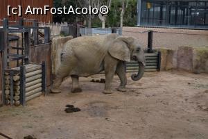 [P32] Zoo Barcelona » foto by paulcta
 - 
<span class="allrVoted glyphicon glyphicon-heart hidden" id="av817030"></span>
<a class="m-l-10 hidden" id="sv817030" onclick="voting_Foto_DelVot(,817030,1999)" role="button">șterge vot <span class="glyphicon glyphicon-remove"></span></a>
<a id="v9817030" class=" c-red"  onclick="voting_Foto_SetVot(817030)" role="button"><span class="glyphicon glyphicon-heart-empty"></span> <b>LIKE</b> = Votează poza</a> <img class="hidden"  id="f817030W9" src="/imagini/loader.gif" border="0" /><span class="AjErrMes hidden" id="e817030ErM"></span>