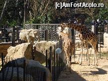 [P17] Elefantii si girafele sunt vecini in Gradina Zoologica din Barcelona.  » foto by corinka
 - 
<span class="allrVoted glyphicon glyphicon-heart hidden" id="av461319"></span>
<a class="m-l-10 hidden" id="sv461319" onclick="voting_Foto_DelVot(,461319,1999)" role="button">șterge vot <span class="glyphicon glyphicon-remove"></span></a>
<a id="v9461319" class=" c-red"  onclick="voting_Foto_SetVot(461319)" role="button"><span class="glyphicon glyphicon-heart-empty"></span> <b>LIKE</b> = Votează poza</a> <img class="hidden"  id="f461319W9" src="/imagini/loader.gif" border="0" /><span class="AjErrMes hidden" id="e461319ErM"></span>