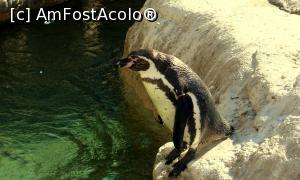 [P18] Zoo Barcelona - Pinguinii , preferatii mei » foto by alina1104
 - 
<span class="allrVoted glyphicon glyphicon-heart hidden" id="av716266"></span>
<a class="m-l-10 hidden" id="sv716266" onclick="voting_Foto_DelVot(,716266,1999)" role="button">șterge vot <span class="glyphicon glyphicon-remove"></span></a>
<a id="v9716266" class=" c-red"  onclick="voting_Foto_SetVot(716266)" role="button"><span class="glyphicon glyphicon-heart-empty"></span> <b>LIKE</b> = Votează poza</a> <img class="hidden"  id="f716266W9" src="/imagini/loader.gif" border="0" /><span class="AjErrMes hidden" id="e716266ErM"></span>