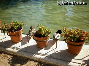 [P157] Barcelona, Jardins del Pedralbes Palau Royal: ca peste tot unde e apă în Barcelona, nici aici nu lipsesc cuplurile de rațe sălbatice.  » foto by mariana.olaru
 - 
<span class="allrVoted glyphicon glyphicon-heart hidden" id="av388447"></span>
<a class="m-l-10 hidden" id="sv388447" onclick="voting_Foto_DelVot(,388447,1999)" role="button">șterge vot <span class="glyphicon glyphicon-remove"></span></a>
<a id="v9388447" class=" c-red"  onclick="voting_Foto_SetVot(388447)" role="button"><span class="glyphicon glyphicon-heart-empty"></span> <b>LIKE</b> = Votează poza</a> <img class="hidden"  id="f388447W9" src="/imagini/loader.gif" border="0" /><span class="AjErrMes hidden" id="e388447ErM"></span>