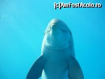 [P09] delfinii care se alintau pe langa geam. » foto by IceLipstick
 - 
<span class="allrVoted glyphicon glyphicon-heart hidden" id="av80611"></span>
<a class="m-l-10 hidden" id="sv80611" onclick="voting_Foto_DelVot(,80611,1999)" role="button">șterge vot <span class="glyphicon glyphicon-remove"></span></a>
<a id="v980611" class=" c-red"  onclick="voting_Foto_SetVot(80611)" role="button"><span class="glyphicon glyphicon-heart-empty"></span> <b>LIKE</b> = Votează poza</a> <img class="hidden"  id="f80611W9" src="/imagini/loader.gif" border="0" /><span class="AjErrMes hidden" id="e80611ErM"></span>