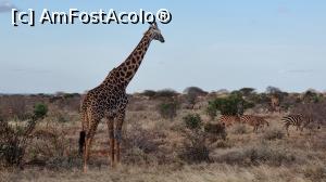 [P24] prin safari » foto by robert
 - 
<span class="allrVoted glyphicon glyphicon-heart hidden" id="av1247055"></span>
<a class="m-l-10 hidden" id="sv1247055" onclick="voting_Foto_DelVot(,1247055,2009)" role="button">șterge vot <span class="glyphicon glyphicon-remove"></span></a>
<a id="v91247055" class=" c-red"  onclick="voting_Foto_SetVot(1247055)" role="button"><span class="glyphicon glyphicon-heart-empty"></span> <b>LIKE</b> = Votează poza</a> <img class="hidden"  id="f1247055W9" src="/imagini/loader.gif" border="0" /><span class="AjErrMes hidden" id="e1247055ErM"></span>