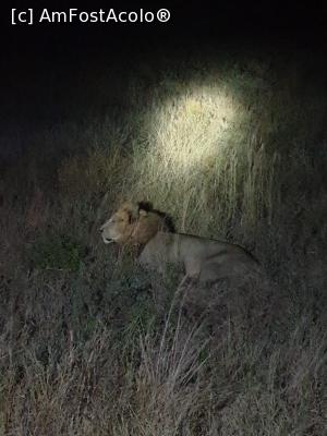 [P27] prin safari » foto by robert
 - 
<span class="allrVoted glyphicon glyphicon-heart hidden" id="av1247058"></span>
<a class="m-l-10 hidden" id="sv1247058" onclick="voting_Foto_DelVot(,1247058,2009)" role="button">șterge vot <span class="glyphicon glyphicon-remove"></span></a>
<a id="v91247058" class=" c-red"  onclick="voting_Foto_SetVot(1247058)" role="button"><span class="glyphicon glyphicon-heart-empty"></span> <b>LIKE</b> = Votează poza</a> <img class="hidden"  id="f1247058W9" src="/imagini/loader.gif" border="0" /><span class="AjErrMes hidden" id="e1247058ErM"></span>