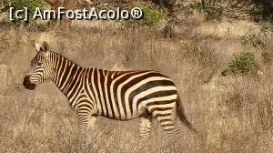 [P31] prin safari » foto by robert
 - 
<span class="allrVoted glyphicon glyphicon-heart hidden" id="av1247062"></span>
<a class="m-l-10 hidden" id="sv1247062" onclick="voting_Foto_DelVot(,1247062,2009)" role="button">șterge vot <span class="glyphicon glyphicon-remove"></span></a>
<a id="v91247062" class=" c-red"  onclick="voting_Foto_SetVot(1247062)" role="button"><span class="glyphicon glyphicon-heart-empty"></span> <b>LIKE</b> = Votează poza</a> <img class="hidden"  id="f1247062W9" src="/imagini/loader.gif" border="0" /><span class="AjErrMes hidden" id="e1247062ErM"></span>
