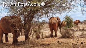 [P03] elefanții africani » foto by robert
 - 
<span class="allrVoted glyphicon glyphicon-heart hidden" id="av1248888"></span>
<a class="m-l-10 hidden" id="sv1248888" onclick="voting_Foto_DelVot(,1248888,2009)" role="button">șterge vot <span class="glyphicon glyphicon-remove"></span></a>
<a id="v91248888" class=" c-red"  onclick="voting_Foto_SetVot(1248888)" role="button"><span class="glyphicon glyphicon-heart-empty"></span> <b>LIKE</b> = Votează poza</a> <img class="hidden"  id="f1248888W9" src="/imagini/loader.gif" border="0" /><span class="AjErrMes hidden" id="e1248888ErM"></span>