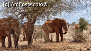 [P04] elefanții africani » foto by robert
 - 
<span class="allrVoted glyphicon glyphicon-heart hidden" id="av1248889"></span>
<a class="m-l-10 hidden" id="sv1248889" onclick="voting_Foto_DelVot(,1248889,2009)" role="button">șterge vot <span class="glyphicon glyphicon-remove"></span></a>
<a id="v91248889" class=" c-red"  onclick="voting_Foto_SetVot(1248889)" role="button"><span class="glyphicon glyphicon-heart-empty"></span> <b>LIKE</b> = Votează poza</a> <img class="hidden"  id="f1248889W9" src="/imagini/loader.gif" border="0" /><span class="AjErrMes hidden" id="e1248889ErM"></span>