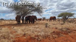 [P07] elefanții africani » foto by robert
 - 
<span class="allrVoted glyphicon glyphicon-heart hidden" id="av1248892"></span>
<a class="m-l-10 hidden" id="sv1248892" onclick="voting_Foto_DelVot(,1248892,2009)" role="button">șterge vot <span class="glyphicon glyphicon-remove"></span></a>
<a id="v91248892" class=" c-red"  onclick="voting_Foto_SetVot(1248892)" role="button"><span class="glyphicon glyphicon-heart-empty"></span> <b>LIKE</b> = Votează poza</a> <img class="hidden"  id="f1248892W9" src="/imagini/loader.gif" border="0" /><span class="AjErrMes hidden" id="e1248892ErM"></span>