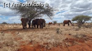 [P08] elefanții africani » foto by robert
 - 
<span class="allrVoted glyphicon glyphicon-heart hidden" id="av1248893"></span>
<a class="m-l-10 hidden" id="sv1248893" onclick="voting_Foto_DelVot(,1248893,2009)" role="button">șterge vot <span class="glyphicon glyphicon-remove"></span></a>
<a id="v91248893" class=" c-red"  onclick="voting_Foto_SetVot(1248893)" role="button"><span class="glyphicon glyphicon-heart-empty"></span> <b>LIKE</b> = Votează poza</a> <img class="hidden"  id="f1248893W9" src="/imagini/loader.gif" border="0" /><span class="AjErrMes hidden" id="e1248893ErM"></span>