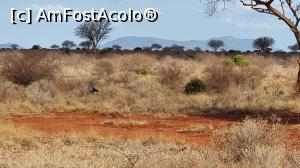 [P17] șoimul african » foto by robert
 - 
<span class="allrVoted glyphicon glyphicon-heart hidden" id="av1249407"></span>
<a class="m-l-10 hidden" id="sv1249407" onclick="voting_Foto_DelVot(,1249407,2009)" role="button">șterge vot <span class="glyphicon glyphicon-remove"></span></a>
<a id="v91249407" class=" c-red"  onclick="voting_Foto_SetVot(1249407)" role="button"><span class="glyphicon glyphicon-heart-empty"></span> <b>LIKE</b> = Votează poza</a> <img class="hidden"  id="f1249407W9" src="/imagini/loader.gif" border="0" /><span class="AjErrMes hidden" id="e1249407ErM"></span>