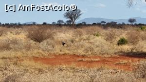 [P18] șoimul african » foto by robert
 - 
<span class="allrVoted glyphicon glyphicon-heart hidden" id="av1249408"></span>
<a class="m-l-10 hidden" id="sv1249408" onclick="voting_Foto_DelVot(,1249408,2009)" role="button">șterge vot <span class="glyphicon glyphicon-remove"></span></a>
<a id="v91249408" class=" c-red"  onclick="voting_Foto_SetVot(1249408)" role="button"><span class="glyphicon glyphicon-heart-empty"></span> <b>LIKE</b> = Votează poza</a> <img class="hidden"  id="f1249408W9" src="/imagini/loader.gif" border="0" /><span class="AjErrMes hidden" id="e1249408ErM"></span>