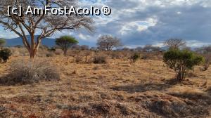 [P20] savana africană » foto by robert
 - 
<span class="allrVoted glyphicon glyphicon-heart hidden" id="av1249410"></span>
<a class="m-l-10 hidden" id="sv1249410" onclick="voting_Foto_DelVot(,1249410,2009)" role="button">șterge vot <span class="glyphicon glyphicon-remove"></span></a>
<a id="v91249410" class=" c-red"  onclick="voting_Foto_SetVot(1249410)" role="button"><span class="glyphicon glyphicon-heart-empty"></span> <b>LIKE</b> = Votează poza</a> <img class="hidden"  id="f1249410W9" src="/imagini/loader.gif" border="0" /><span class="AjErrMes hidden" id="e1249410ErM"></span>