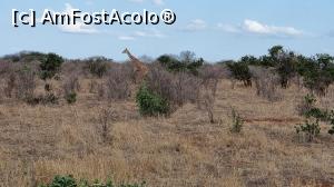 [P21] girafă la orizont » foto by robert
 - 
<span class="allrVoted glyphicon glyphicon-heart hidden" id="av1249411"></span>
<a class="m-l-10 hidden" id="sv1249411" onclick="voting_Foto_DelVot(,1249411,2009)" role="button">șterge vot <span class="glyphicon glyphicon-remove"></span></a>
<a id="v91249411" class=" c-red"  onclick="voting_Foto_SetVot(1249411)" role="button"><span class="glyphicon glyphicon-heart-empty"></span> <b>LIKE</b> = Votează poza</a> <img class="hidden"  id="f1249411W9" src="/imagini/loader.gif" border="0" /><span class="AjErrMes hidden" id="e1249411ErM"></span>
