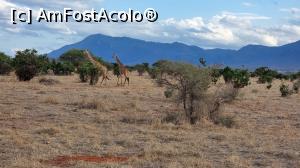 [P22] tot girafe » foto by robert
 - 
<span class="allrVoted glyphicon glyphicon-heart hidden" id="av1249412"></span>
<a class="m-l-10 hidden" id="sv1249412" onclick="voting_Foto_DelVot(,1249412,2009)" role="button">șterge vot <span class="glyphicon glyphicon-remove"></span></a>
<a id="v91249412" class=" c-red"  onclick="voting_Foto_SetVot(1249412)" role="button"><span class="glyphicon glyphicon-heart-empty"></span> <b>LIKE</b> = Votează poza</a> <img class="hidden"  id="f1249412W9" src="/imagini/loader.gif" border="0" /><span class="AjErrMes hidden" id="e1249412ErM"></span>