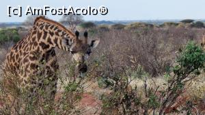 [P27] girafă la masă » foto by robert
 - 
<span class="allrVoted glyphicon glyphicon-heart hidden" id="av1249417"></span>
<a class="m-l-10 hidden" id="sv1249417" onclick="voting_Foto_DelVot(,1249417,2009)" role="button">șterge vot <span class="glyphicon glyphicon-remove"></span></a>
<a id="v91249417" class=" c-red"  onclick="voting_Foto_SetVot(1249417)" role="button"><span class="glyphicon glyphicon-heart-empty"></span> <b>LIKE</b> = Votează poza</a> <img class="hidden"  id="f1249417W9" src="/imagini/loader.gif" border="0" /><span class="AjErrMes hidden" id="e1249417ErM"></span>