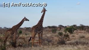 [P28] cuplu de girafe » foto by robert
 - 
<span class="allrVoted glyphicon glyphicon-heart hidden" id="av1249418"></span>
<a class="m-l-10 hidden" id="sv1249418" onclick="voting_Foto_DelVot(,1249418,2009)" role="button">șterge vot <span class="glyphicon glyphicon-remove"></span></a>
<a id="v91249418" class=" c-red"  onclick="voting_Foto_SetVot(1249418)" role="button"><span class="glyphicon glyphicon-heart-empty"></span> <b>LIKE</b> = Votează poza</a> <img class="hidden"  id="f1249418W9" src="/imagini/loader.gif" border="0" /><span class="AjErrMes hidden" id="e1249418ErM"></span>