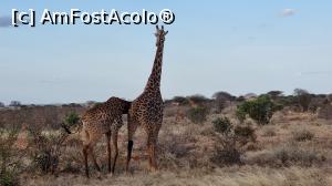 [P29] cuplu de girafe » foto by robert
 - 
<span class="allrVoted glyphicon glyphicon-heart hidden" id="av1249419"></span>
<a class="m-l-10 hidden" id="sv1249419" onclick="voting_Foto_DelVot(,1249419,2009)" role="button">șterge vot <span class="glyphicon glyphicon-remove"></span></a>
<a id="v91249419" class=" c-red"  onclick="voting_Foto_SetVot(1249419)" role="button"><span class="glyphicon glyphicon-heart-empty"></span> <b>LIKE</b> = Votează poza</a> <img class="hidden"  id="f1249419W9" src="/imagini/loader.gif" border="0" /><span class="AjErrMes hidden" id="e1249419ErM"></span>