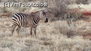 [P30] zebruță africană » foto by robert
 - 
<span class="allrVoted glyphicon glyphicon-heart hidden" id="av1249420"></span>
<a class="m-l-10 hidden" id="sv1249420" onclick="voting_Foto_DelVot(,1249420,2009)" role="button">șterge vot <span class="glyphicon glyphicon-remove"></span></a>
<a id="v91249420" class=" c-red"  onclick="voting_Foto_SetVot(1249420)" role="button"><span class="glyphicon glyphicon-heart-empty"></span> <b>LIKE</b> = Votează poza</a> <img class="hidden"  id="f1249420W9" src="/imagini/loader.gif" border="0" /><span class="AjErrMes hidden" id="e1249420ErM"></span>