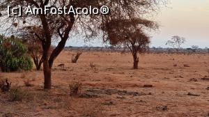 [P36] savana africană » foto by robert
 - 
<span class="allrVoted glyphicon glyphicon-heart hidden" id="av1249428"></span>
<a class="m-l-10 hidden" id="sv1249428" onclick="voting_Foto_DelVot(,1249428,2009)" role="button">șterge vot <span class="glyphicon glyphicon-remove"></span></a>
<a id="v91249428" class=" c-red"  onclick="voting_Foto_SetVot(1249428)" role="button"><span class="glyphicon glyphicon-heart-empty"></span> <b>LIKE</b> = Votează poza</a> <img class="hidden"  id="f1249428W9" src="/imagini/loader.gif" border="0" /><span class="AjErrMes hidden" id="e1249428ErM"></span>