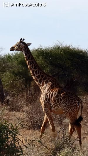 [P59] girafa » foto by robert
 - 
<span class="allrVoted glyphicon glyphicon-heart hidden" id="av1249451"></span>
<a class="m-l-10 hidden" id="sv1249451" onclick="voting_Foto_DelVot(,1249451,2009)" role="button">șterge vot <span class="glyphicon glyphicon-remove"></span></a>
<a id="v91249451" class=" c-red"  onclick="voting_Foto_SetVot(1249451)" role="button"><span class="glyphicon glyphicon-heart-empty"></span> <b>LIKE</b> = Votează poza</a> <img class="hidden"  id="f1249451W9" src="/imagini/loader.gif" border="0" /><span class="AjErrMes hidden" id="e1249451ErM"></span>