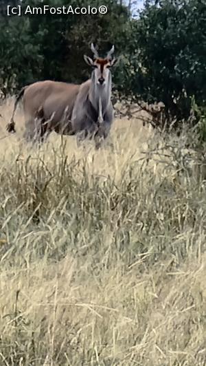 [P10] Eland comun » foto by robert
 - 
<span class="allrVoted glyphicon glyphicon-heart hidden" id="av1250857"></span>
<a class="m-l-10 hidden" id="sv1250857" onclick="voting_Foto_DelVot(,1250857,2009)" role="button">șterge vot <span class="glyphicon glyphicon-remove"></span></a>
<a id="v91250857" class=" c-red"  onclick="voting_Foto_SetVot(1250857)" role="button"><span class="glyphicon glyphicon-heart-empty"></span> <b>LIKE</b> = Votează poza</a> <img class="hidden"  id="f1250857W9" src="/imagini/loader.gif" border="0" /><span class="AjErrMes hidden" id="e1250857ErM"></span>
