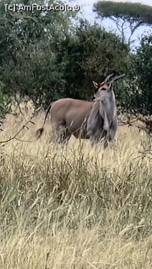 [P11] Eland comun » foto by robert
 - 
<span class="allrVoted glyphicon glyphicon-heart hidden" id="av1250858"></span>
<a class="m-l-10 hidden" id="sv1250858" onclick="voting_Foto_DelVot(,1250858,2009)" role="button">șterge vot <span class="glyphicon glyphicon-remove"></span></a>
<a id="v91250858" class=" c-red"  onclick="voting_Foto_SetVot(1250858)" role="button"><span class="glyphicon glyphicon-heart-empty"></span> <b>LIKE</b> = Votează poza</a> <img class="hidden"  id="f1250858W9" src="/imagini/loader.gif" border="0" /><span class="AjErrMes hidden" id="e1250858ErM"></span>
