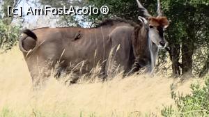 [P12] Eland comun » foto by robert
 - 
<span class="allrVoted glyphicon glyphicon-heart hidden" id="av1250859"></span>
<a class="m-l-10 hidden" id="sv1250859" onclick="voting_Foto_DelVot(,1250859,2009)" role="button">șterge vot <span class="glyphicon glyphicon-remove"></span></a>
<a id="v91250859" class=" c-red"  onclick="voting_Foto_SetVot(1250859)" role="button"><span class="glyphicon glyphicon-heart-empty"></span> <b>LIKE</b> = Votează poza</a> <img class="hidden"  id="f1250859W9" src="/imagini/loader.gif" border="0" /><span class="AjErrMes hidden" id="e1250859ErM"></span>