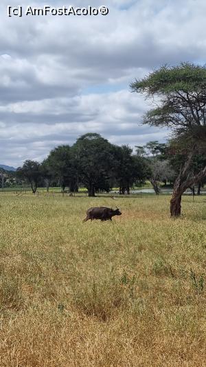 [P06] buffalo rănit » foto by robert
 - 
<span class="allrVoted glyphicon glyphicon-heart hidden" id="av1250853"></span>
<a class="m-l-10 hidden" id="sv1250853" onclick="voting_Foto_DelVot(,1250853,2009)" role="button">șterge vot <span class="glyphicon glyphicon-remove"></span></a>
<a id="v91250853" class=" c-red"  onclick="voting_Foto_SetVot(1250853)" role="button"><span class="glyphicon glyphicon-heart-empty"></span> <b>LIKE</b> = Votează poza</a> <img class="hidden"  id="f1250853W9" src="/imagini/loader.gif" border="0" /><span class="AjErrMes hidden" id="e1250853ErM"></span>