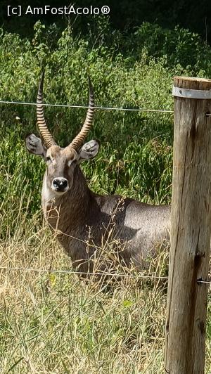 [P08] antilopa Waterbuck » foto by robert
 - 
<span class="allrVoted glyphicon glyphicon-heart hidden" id="av1250855"></span>
<a class="m-l-10 hidden" id="sv1250855" onclick="voting_Foto_DelVot(,1250855,2009)" role="button">șterge vot <span class="glyphicon glyphicon-remove"></span></a>
<a id="v91250855" class=" c-red"  onclick="voting_Foto_SetVot(1250855)" role="button"><span class="glyphicon glyphicon-heart-empty"></span> <b>LIKE</b> = Votează poza</a> <img class="hidden"  id="f1250855W9" src="/imagini/loader.gif" border="0" /><span class="AjErrMes hidden" id="e1250855ErM"></span>