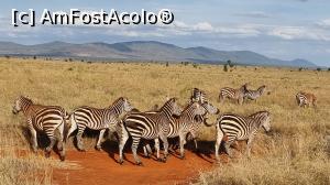 [P10] turma de zebree plin de zebre » foto by robert
 - 
<span class="allrVoted glyphicon glyphicon-heart hidden" id="av1252760"></span>
<a class="m-l-10 hidden" id="sv1252760" onclick="voting_Foto_DelVot(,1252760,2009)" role="button">șterge vot <span class="glyphicon glyphicon-remove"></span></a>
<a id="v91252760" class=" c-red"  onclick="voting_Foto_SetVot(1252760)" role="button"><span class="glyphicon glyphicon-heart-empty"></span> <b>LIKE</b> = Votează poza</a> <img class="hidden"  id="f1252760W9" src="/imagini/loader.gif" border="0" /><span class="AjErrMes hidden" id="e1252760ErM"></span>