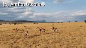 [P14] frumos e in savana » foto by robert
 - 
<span class="allrVoted glyphicon glyphicon-heart hidden" id="av1252764"></span>
<a class="m-l-10 hidden" id="sv1252764" onclick="voting_Foto_DelVot(,1252764,2009)" role="button">șterge vot <span class="glyphicon glyphicon-remove"></span></a>
<a id="v91252764" class=" c-red"  onclick="voting_Foto_SetVot(1252764)" role="button"><span class="glyphicon glyphicon-heart-empty"></span> <b>LIKE</b> = Votează poza</a> <img class="hidden"  id="f1252764W9" src="/imagini/loader.gif" border="0" /><span class="AjErrMes hidden" id="e1252764ErM"></span>
