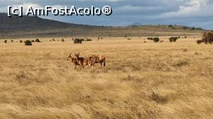 [P16] frumos e in savana » foto by robert
 - 
<span class="allrVoted glyphicon glyphicon-heart hidden" id="av1252766"></span>
<a class="m-l-10 hidden" id="sv1252766" onclick="voting_Foto_DelVot(,1252766,2009)" role="button">șterge vot <span class="glyphicon glyphicon-remove"></span></a>
<a id="v91252766" class=" c-red"  onclick="voting_Foto_SetVot(1252766)" role="button"><span class="glyphicon glyphicon-heart-empty"></span> <b>LIKE</b> = Votează poza</a> <img class="hidden"  id="f1252766W9" src="/imagini/loader.gif" border="0" /><span class="AjErrMes hidden" id="e1252766ErM"></span>