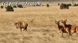 [P17] si un Wilderbeest » foto by robert
 - 
<span class="allrVoted glyphicon glyphicon-heart hidden" id="av1252767"></span>
<a class="m-l-10 hidden" id="sv1252767" onclick="voting_Foto_DelVot(,1252767,2009)" role="button">șterge vot <span class="glyphicon glyphicon-remove"></span></a>
<a id="v91252767" class=" c-red"  onclick="voting_Foto_SetVot(1252767)" role="button"><span class="glyphicon glyphicon-heart-empty"></span> <b>LIKE</b> = Votează poza</a> <img class="hidden"  id="f1252767W9" src="/imagini/loader.gif" border="0" /><span class="AjErrMes hidden" id="e1252767ErM"></span>