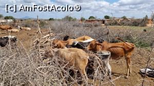 [P19] papa pentru maasai » foto by robert
 - 
<span class="allrVoted glyphicon glyphicon-heart hidden" id="av1254471"></span>
<a class="m-l-10 hidden" id="sv1254471" onclick="voting_Foto_DelVot(,1254471,2009)" role="button">șterge vot <span class="glyphicon glyphicon-remove"></span></a>
<a id="v91254471" class=" c-red"  onclick="voting_Foto_SetVot(1254471)" role="button"><span class="glyphicon glyphicon-heart-empty"></span> <b>LIKE</b> = Votează poza</a> <img class="hidden"  id="f1254471W9" src="/imagini/loader.gif" border="0" /><span class="AjErrMes hidden" id="e1254471ErM"></span>
