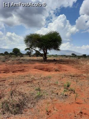 [P20] prin Tsavo Est » foto by nela b
 - 
<span class="allrVoted glyphicon glyphicon-heart hidden" id="av1515236"></span>
<a class="m-l-10 hidden" id="sv1515236" onclick="voting_Foto_DelVot(,1515236,2009)" role="button">șterge vot <span class="glyphicon glyphicon-remove"></span></a>
<a id="v91515236" class=" c-red"  onclick="voting_Foto_SetVot(1515236)" role="button"><span class="glyphicon glyphicon-heart-empty"></span> <b>LIKE</b> = Votează poza</a> <img class="hidden"  id="f1515236W9" src="/imagini/loader.gif" border="0" /><span class="AjErrMes hidden" id="e1515236ErM"></span>