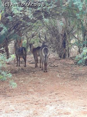 [P22] prin Tsavo Est » foto by nela b
 - 
<span class="allrVoted glyphicon glyphicon-heart hidden" id="av1515238"></span>
<a class="m-l-10 hidden" id="sv1515238" onclick="voting_Foto_DelVot(,1515238,2009)" role="button">șterge vot <span class="glyphicon glyphicon-remove"></span></a>
<a id="v91515238" class=" c-red"  onclick="voting_Foto_SetVot(1515238)" role="button"><span class="glyphicon glyphicon-heart-empty"></span> <b>LIKE</b> = Votează poza</a> <img class="hidden"  id="f1515238W9" src="/imagini/loader.gif" border="0" /><span class="AjErrMes hidden" id="e1515238ErM"></span>