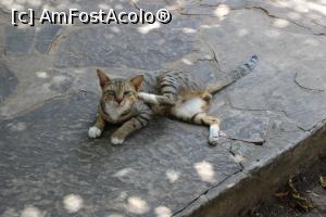 [P05] Pisica, o parte a peisajului tribal.  » foto by glcitizen
 - 
<span class="allrVoted glyphicon glyphicon-heart hidden" id="av726736"></span>
<a class="m-l-10 hidden" id="sv726736" onclick="voting_Foto_DelVot(,726736,2009)" role="button">șterge vot <span class="glyphicon glyphicon-remove"></span></a>
<a id="v9726736" class=" c-red"  onclick="voting_Foto_SetVot(726736)" role="button"><span class="glyphicon glyphicon-heart-empty"></span> <b>LIKE</b> = Votează poza</a> <img class="hidden"  id="f726736W9" src="/imagini/loader.gif" border="0" /><span class="AjErrMes hidden" id="e726736ErM"></span>