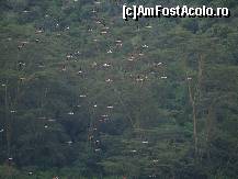 [P11] Pasarile flamingo de pe lacul Nakuru-Kenya. Era dimineata devreme,inca putina ceata,un aer tare si racoros insa asemenea peisaje te rascolesc la orice ora si-ti trezeste simturile. » foto by sonike
 - 
<span class="allrVoted glyphicon glyphicon-heart hidden" id="av80786"></span>
<a class="m-l-10 hidden" id="sv80786" onclick="voting_Foto_DelVot(,80786,2009)" role="button">șterge vot <span class="glyphicon glyphicon-remove"></span></a>
<a id="v980786" class=" c-red"  onclick="voting_Foto_SetVot(80786)" role="button"><span class="glyphicon glyphicon-heart-empty"></span> <b>LIKE</b> = Votează poza</a> <img class="hidden"  id="f80786W9" src="/imagini/loader.gif" border="0" /><span class="AjErrMes hidden" id="e80786ErM"></span>