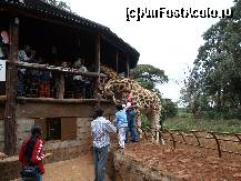 [P06] Giraffe center - un foisor si cateva girafe pe un domeniu apartinand vestitei fam. Rockefeller. Le poti da sa pape din mana ta, supraveghetorii iti ofera boabe uscate din castane. Se spune ca limba girafei e cea mai curata dintre a tuturor animalelor. SIncer, nu va pot confirma ori infirma :) » foto by sonike
 - 
<span class="allrVoted glyphicon glyphicon-heart hidden" id="av80776"></span>
<a class="m-l-10 hidden" id="sv80776" onclick="voting_Foto_DelVot(,80776,2009)" role="button">șterge vot <span class="glyphicon glyphicon-remove"></span></a>
<a id="v980776" class=" c-red"  onclick="voting_Foto_SetVot(80776)" role="button"><span class="glyphicon glyphicon-heart-empty"></span> <b>LIKE</b> = Votează poza</a> <img class="hidden"  id="f80776W9" src="/imagini/loader.gif" border="0" /><span class="AjErrMes hidden" id="e80776ErM"></span>