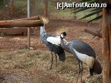 [P09] Crown bird. Originea lor e in Uganda insa intreg continentul le apreciaza in mod deosebit.Aici le-am fotografiat in Gradina Zoologica din Nairobi. » foto by sonike
 - 
<span class="allrVoted glyphicon glyphicon-heart hidden" id="av80784"></span>
<a class="m-l-10 hidden" id="sv80784" onclick="voting_Foto_DelVot(,80784,2009)" role="button">șterge vot <span class="glyphicon glyphicon-remove"></span></a>
<a id="v980784" class=" c-red"  onclick="voting_Foto_SetVot(80784)" role="button"><span class="glyphicon glyphicon-heart-empty"></span> <b>LIKE</b> = Votează poza</a> <img class="hidden"  id="f80784W9" src="/imagini/loader.gif" border="0" /><span class="AjErrMes hidden" id="e80784ErM"></span>
