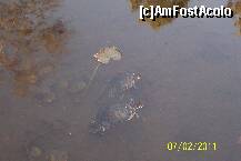 [P11] Inot sincron, lacul din parcul statiunii » foto by raducondurache
 - 
<span class="allrVoted glyphicon glyphicon-heart hidden" id="av186570"></span>
<a class="m-l-10 hidden" id="sv186570" onclick="voting_Foto_DelVot(,186570,2019)" role="button">șterge vot <span class="glyphicon glyphicon-remove"></span></a>
<a id="v9186570" class=" c-red"  onclick="voting_Foto_SetVot(186570)" role="button"><span class="glyphicon glyphicon-heart-empty"></span> <b>LIKE</b> = Votează poza</a> <img class="hidden"  id="f186570W9" src="/imagini/loader.gif" border="0" /><span class="AjErrMes hidden" id="e186570ErM"></span>