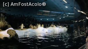 [P10] Pinguinii in mediul creat special pentru ei. Aici te așezi pe o banda care se mișcă circular in jurul lor. » foto by cryangel
 - 
<span class="allrVoted glyphicon glyphicon-heart hidden" id="av1374844"></span>
<a class="m-l-10 hidden" id="sv1374844" onclick="voting_Foto_DelVot(,1374844,2078)" role="button">șterge vot <span class="glyphicon glyphicon-remove"></span></a>
<a id="v91374844" class=" c-red"  onclick="voting_Foto_SetVot(1374844)" role="button"><span class="glyphicon glyphicon-heart-empty"></span> <b>LIKE</b> = Votează poza</a> <img class="hidden"  id="f1374844W9" src="/imagini/loader.gif" border="0" /><span class="AjErrMes hidden" id="e1374844ErM"></span>