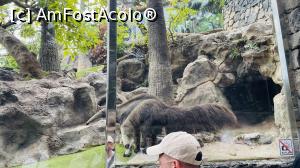 [P04] Tapirul caută furnicile care nu exista. » foto by cryangel
 - 
<span class="allrVoted glyphicon glyphicon-heart hidden" id="av1374838"></span>
<a class="m-l-10 hidden" id="sv1374838" onclick="voting_Foto_DelVot(,1374838,2078)" role="button">șterge vot <span class="glyphicon glyphicon-remove"></span></a>
<a id="v91374838" class=" c-red"  onclick="voting_Foto_SetVot(1374838)" role="button"><span class="glyphicon glyphicon-heart-empty"></span> <b>LIKE</b> = Votează poza</a> <img class="hidden"  id="f1374838W9" src="/imagini/loader.gif" border="0" /><span class="AjErrMes hidden" id="e1374838ErM"></span>