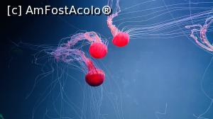 [P05] Incredibila zona de meduze » foto by cryangel
 - 
<span class="allrVoted glyphicon glyphicon-heart hidden" id="av1374839"></span>
<a class="m-l-10 hidden" id="sv1374839" onclick="voting_Foto_DelVot(,1374839,2078)" role="button">șterge vot <span class="glyphicon glyphicon-remove"></span></a>
<a id="v91374839" class=" c-red"  onclick="voting_Foto_SetVot(1374839)" role="button"><span class="glyphicon glyphicon-heart-empty"></span> <b>LIKE</b> = Votează poza</a> <img class="hidden"  id="f1374839W9" src="/imagini/loader.gif" border="0" /><span class="AjErrMes hidden" id="e1374839ErM"></span>