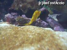 [P69] Calut de mare... » foto by irinagh
 - 
<span class="allrVoted glyphicon glyphicon-heart hidden" id="av130586"></span>
<a class="m-l-10 hidden" id="sv130586" onclick="voting_Foto_DelVot(,130586,2078)" role="button">șterge vot <span class="glyphicon glyphicon-remove"></span></a>
<a id="v9130586" class=" c-red"  onclick="voting_Foto_SetVot(130586)" role="button"><span class="glyphicon glyphicon-heart-empty"></span> <b>LIKE</b> = Votează poza</a> <img class="hidden"  id="f130586W9" src="/imagini/loader.gif" border="0" /><span class="AjErrMes hidden" id="e130586ErM"></span>